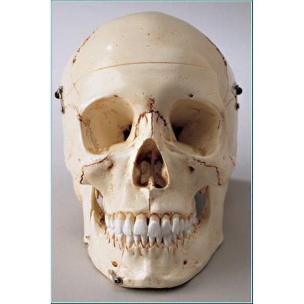 Denoyer-Geppert Anatomical Model, Special Edition Premier Skull SK80SP